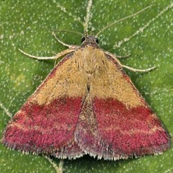 Phytometra viridaria Phytometra viridaria